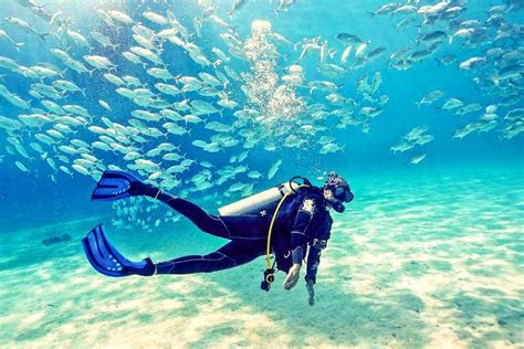fujairah immersione subacquea  snorkeling da dubai getyourguide