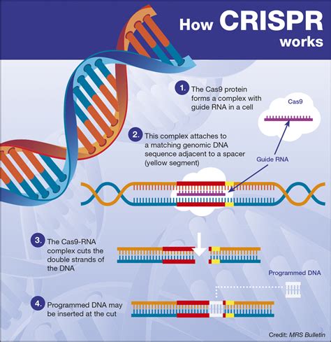 crispr human genetic engineering