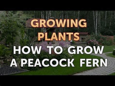 grow  peacock fern youtube