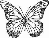 Farfalle Falter Farfalla Verzierung Butterfly Papillons Animali Pittura Rengarenk Cartoni Ausmalbild Salvato Sagome Cartonidacolorare sketch template