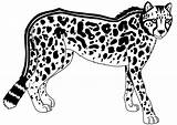 Cheetah Line King Drawing Getdrawings Paintingvalley sketch template