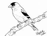 Goldfinch Drawing American Drawings Getdrawings Feel Do sketch template