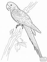 Macaw Scarlet Drawing Coloring Pages Printable Parrot Bird Getdrawings Colouring öffnen Kids sketch template