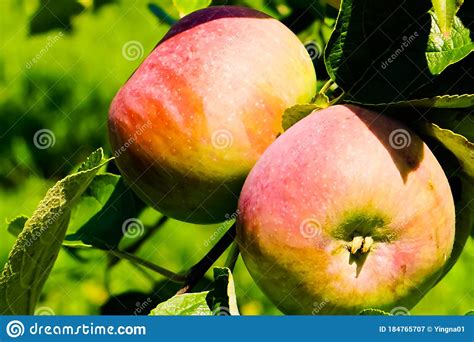 growing cortland apple  close  view stock image image  green