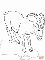 Ibex Coloring Pages Printable Outline Drawings Wild Goats Animals Drawing Chamois sketch template