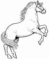 Horse Coloring Pages Horses Drawing Male Awesome Rearing Print Drawings Printable Color Sheets Clipart Colornimbus Colorir Basic Colouring Draw Stallion sketch template