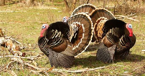 what you need to know to start fall turkey hunting