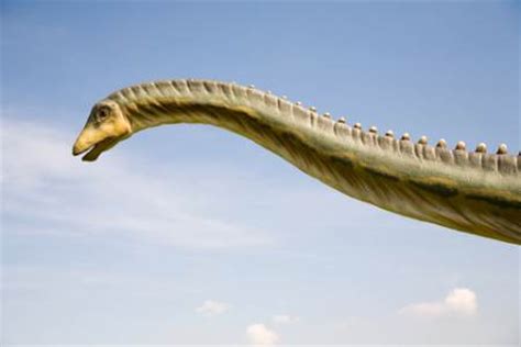 lange nek dinosaurus  bay