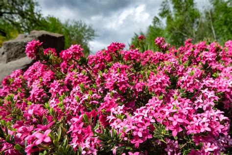 gorgeous pink flowering shrubs   garden diy crafts