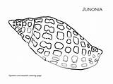 Junonia Coloring Color Printout Seashell Shell Shells Pages Sea Seashells Colouring Printable Conch Adults sketch template