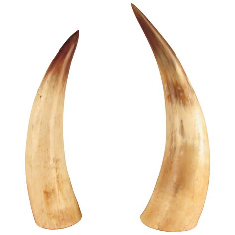 captivating pair  large natural horns  stdibs