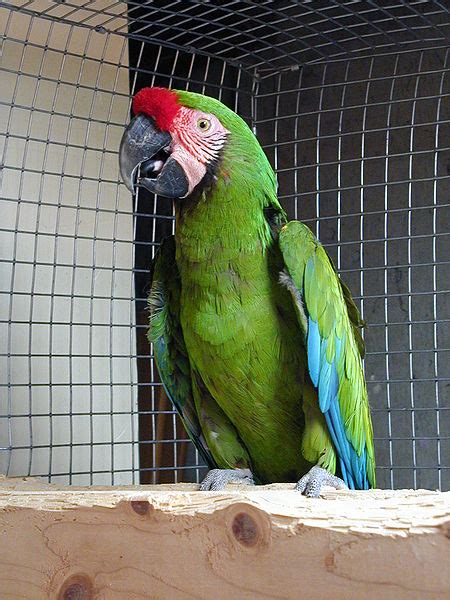 parrot species great green macaw ara ambiguus information