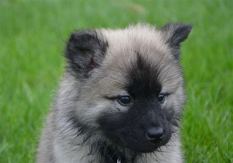 puppy eurasier head black  photo  pixabay