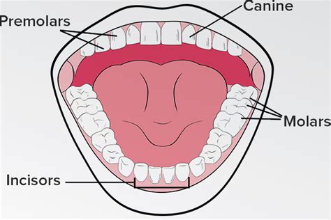 types  teeth  function article dentalblog