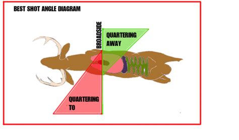 Deer Organs Diagram