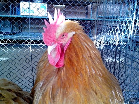 Free Picture Bright Orange Rooster Head