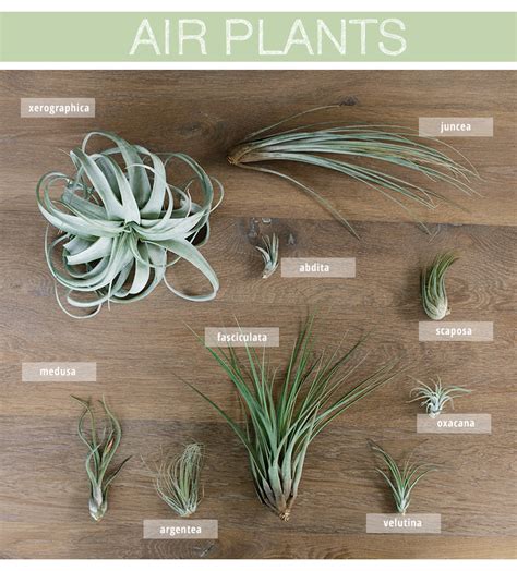 air plants care  styling warm hot chocolate