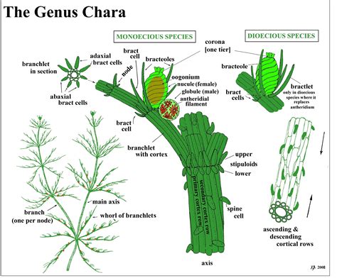 chara and nitella labelled diagr algae pinterest