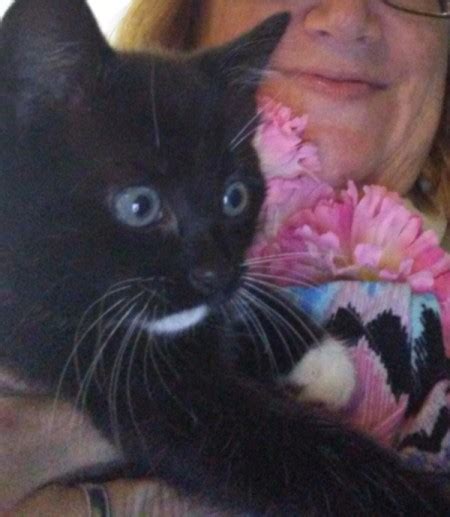 use flowers to identify gender of foster kittens thriftyfun