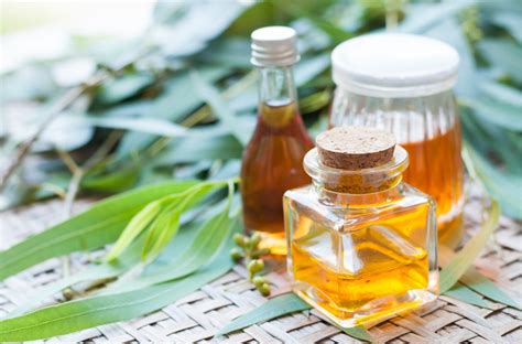 top 10 health benefits and uses of eucalyptus essential oil