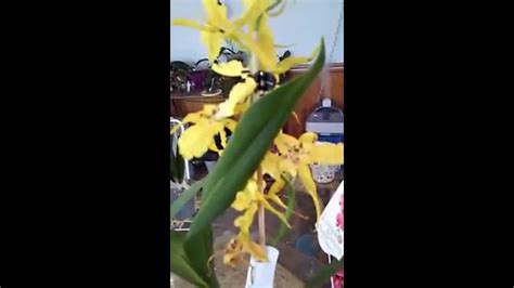 New Orchids From Florida 9 2015 Youtube