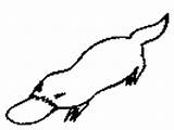 Platypus Coloring Pages Animals Australian Australia sketch template