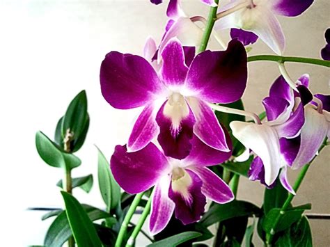 Orchid Flower Purple Johnny Times