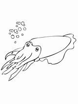 Cuttlefish Seppia Choco Colorare Molusco Mollusca Disegno Sepia Jibia sketch template