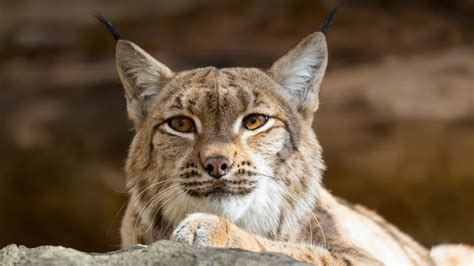 lynx  bobcat san diego zoo animals plants