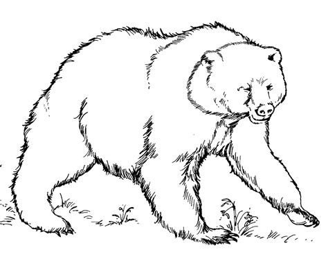 brown bear coloring pages   print