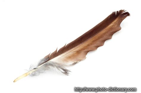 eagle feather photopicture definition  photo dictionary eagle