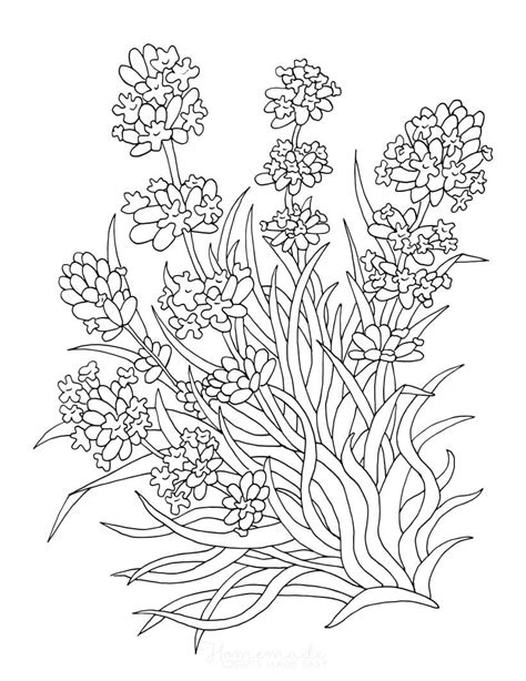 flower coloring pages  kids adults flower coloring pages