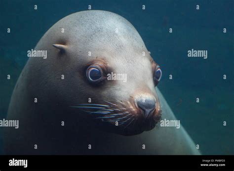 steller sea lion alaska sealife center seward alaska stock photo alamy