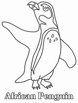 Coloring Penguin Pages Penguins Animals African Printable Cartoon Drawing Clipart Kids Book Print Animal Zoo Board Realistic Library Easily Getdrawings sketch template
