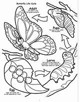 Coloring Butterflies Birds Book Really Big sketch template