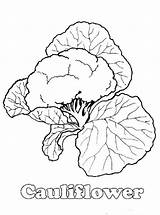 Cauliflower sketch template