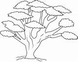 Tree Coloring Pages Branch Colouring Kids Oak Drawing Many Trees Banyan Sheets Printable Leaves Template Trunk Acacia Branches So Color sketch template