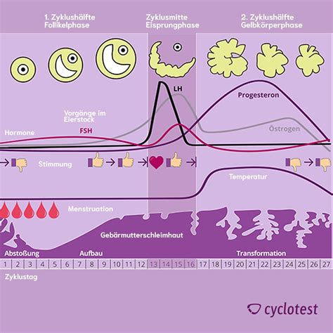zyklus wie ist der menstruationszyklus cyclotest