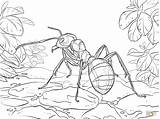 Ant Ants Ameisen Formica Insekten Ausmalbild Formiche Rote Waldameise Kleurplaten Formicaio Cicala Hormiga Pagine Ispirazione Tropische Ius Stampabili Insect Supercoloring sketch template