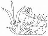 Ugly Duckling Coloring Pages Hatches Ws sketch template