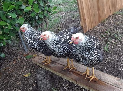 black laced silver wyandotte chicken for sale cackle