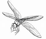 Dragonfly Coloring Pages Drawing Dragonflies Tattoo Printable Print Dragon Flies Adult Adults Drawings Designs Getdrawings Fly Kids Illustration Vector Choose sketch template
