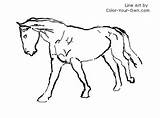 Warmblood Horse Coloring Index Own Color sketch template