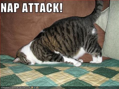 Nap Attack This Is How I Feel Most Of The Time Lol Funny Pinterest