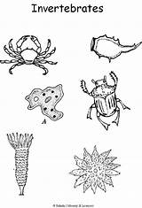 Invertebrates Sponge Vertebrates Science Montessori Godmother sketch template