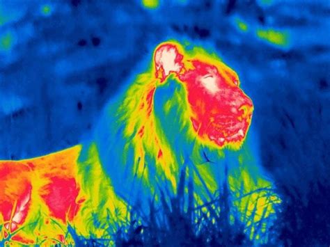 thermal images show  nighttime activity  london zoo animals shropshire star
