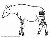 Coloring Pages Okapi Jungle Okapis sketch template