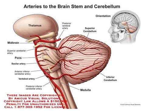 basilar artery google cerebellum anatomy human anatomy  physiology anatomy