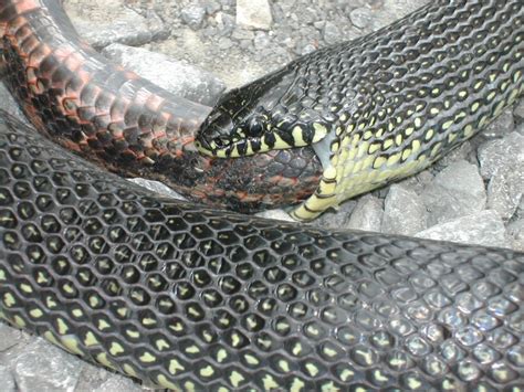 Woman having sex with reptile