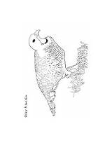 Francolin Wpclipart sketch template